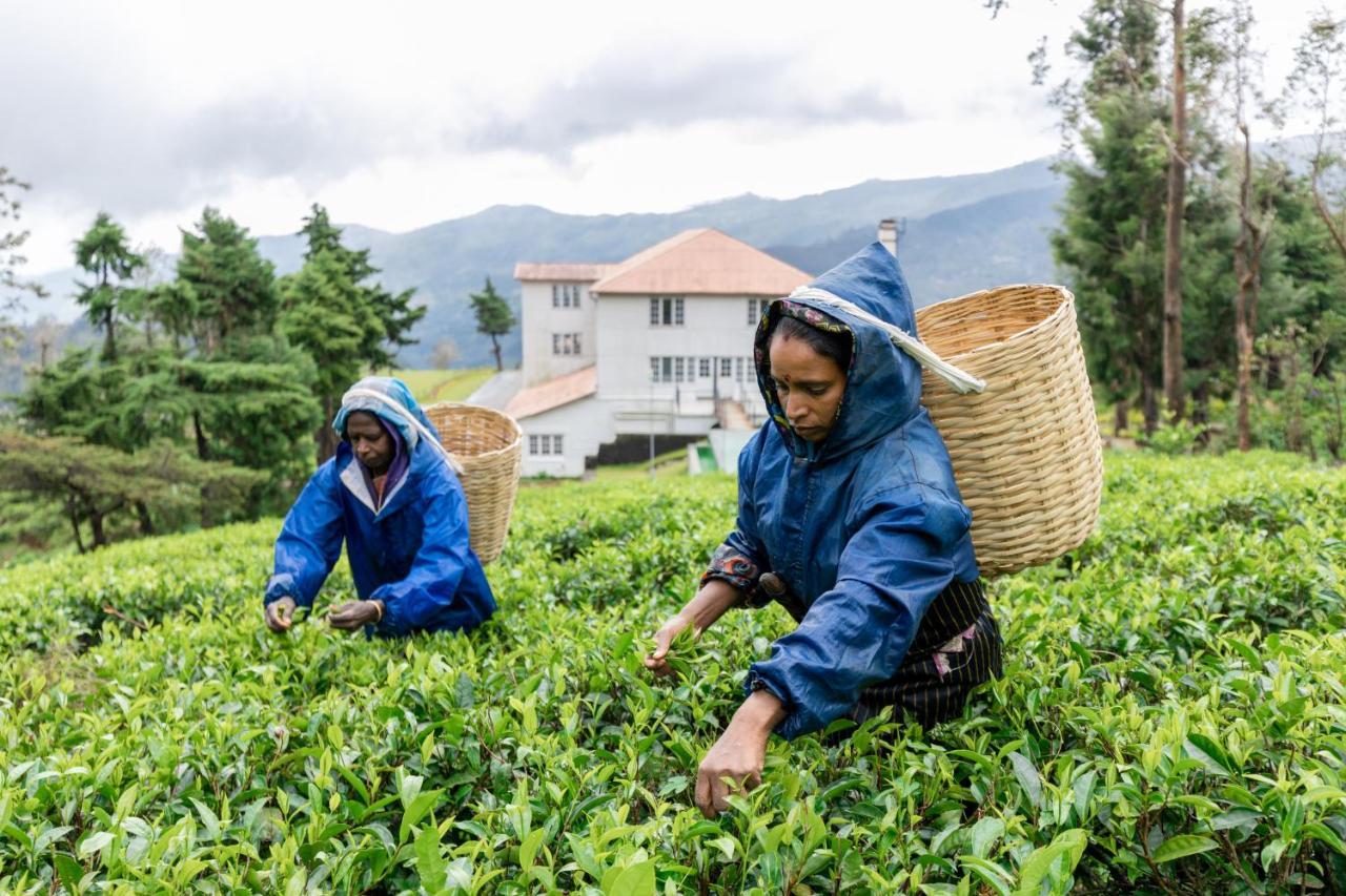 Tea And Experience Factory - Thema Collection Hotel Mandaran Newara Bagian luar foto